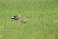 Indian spot-billed duck