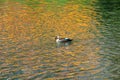 A indian spot billed duck