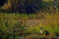 Indian spot billed duck