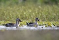 Indian spot billed duck