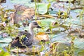 Indian spot-billed duck