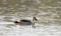 Indian spot billed duck