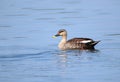 Indian spot billed duck