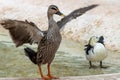 Indian spot-billed duck standing outside of pond with open feathers Royalty Free Stock Photo
