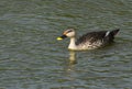 Indian Spotbilled Duck Swimming Royalty Free Stock Photo