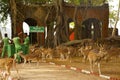 Indian Spotted Deer chital or cheetal Axis axis at Ross Island, Andaman Royalty Free Stock Photo