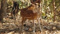 A deer in Gir National Park, Gujarat state, west-central India