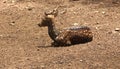 Indian spotted deer