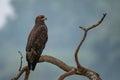 Indian Spotted Eagle - Clanga hastata, beautiful brown bird of prey from Indian woodlands, forests and mountains Royalty Free Stock Photo