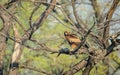 Indian spotted eagle Royalty Free Stock Photo