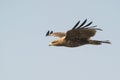 Indian spotted eagle flight shot Royalty Free Stock Photo