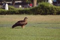 Indian Spotted Eagle Royalty Free Stock Photo