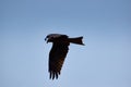Indian spotted eagle. Royalty Free Stock Photo