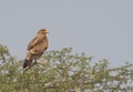 Indian Spotted Eagle Perching on a Thorny Three Royalty Free Stock Photo