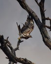 Indian spotted eagle starts to fly high Royalty Free Stock Photo