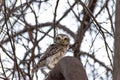 Indian Spotted owlet sitting on the branch of a babul tree Royalty Free Stock Photo