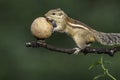 Indian Squirrel