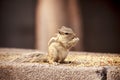 Indian squirrel - Delhi Royalty Free Stock Photo