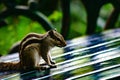 Indian Squirrel Domestic