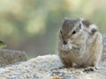 Indian Squirrel eating wheat and rice seeds in the courtyard of my house