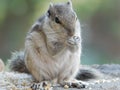 Indian squirrel eating wheat and rice seeds