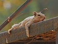 Indian squirrel lying across metal pole