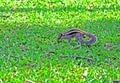 Indian squirrel on green grass