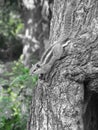 Indian Squirrel in the tree