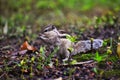 Indian squirrels on rainy day