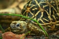 Indian Star Tortoise