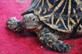 Indian star tortoise Royalty Free Stock Photo