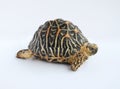 Indian Star Tortoise