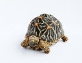 Indian Star Tortoise