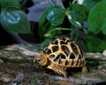 Indian Star Tortoise, geochelone elegans Royalty Free Stock Photo