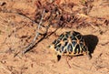 Indian Star Tortoise Royalty Free Stock Photo