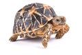 Indian star tortoise, Geochelone elegans Royalty Free Stock Photo
