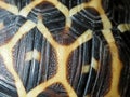 Star tortoise pattern. Carapace shell detail