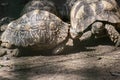 Indian star tortoise Geochelone elegans Pair Royalty Free Stock Photo