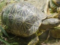 Indian star tortoise Geochelone elegans Royalty Free Stock Photo