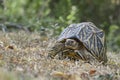 Indian Star Tortoise - Geochelone elegans, Sri Lanka Royalty Free Stock Photo