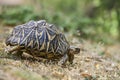 Indian Star Tortoise - Geochelone elegans, Sri Lanka Royalty Free Stock Photo