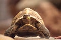 Indian star tortoise Geochelone elegans is a threatened species Royalty Free Stock Photo