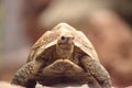 Indian star tortoise Geochelone elegans is a threatened species Royalty Free Stock Photo