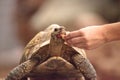 Indian star tortoise Geochelone elegans is a threatened species Royalty Free Stock Photo