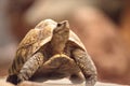 Indian star tortoise Geochelone elegans is a threatened species Royalty Free Stock Photo