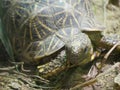 Indian star tortoise Geochelone elegans Royalty Free Stock Photo