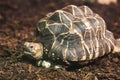 Indian Star Tortoise Royalty Free Stock Photo