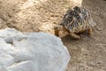 Indian star tortoise Geochelone elegans walks behind a rock in India, Pakistan or Sri Lanka Royalty Free Stock Photo