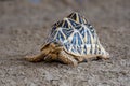 Indian star tortoise Geochelone elegans walks behind a rock in India, Pakistan or Sri Lanka Royalty Free Stock Photo