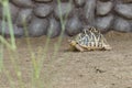 Indian star tortoise Geochelone elegans walks behind a rock in India, Pakistan or Sri Lanka Royalty Free Stock Photo